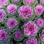 Cabbage Patch Fantasy Land – Griswold, Iowa – Part Two