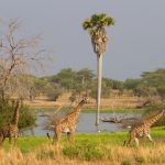 Selous Game Reserve – Tanzania – Africa