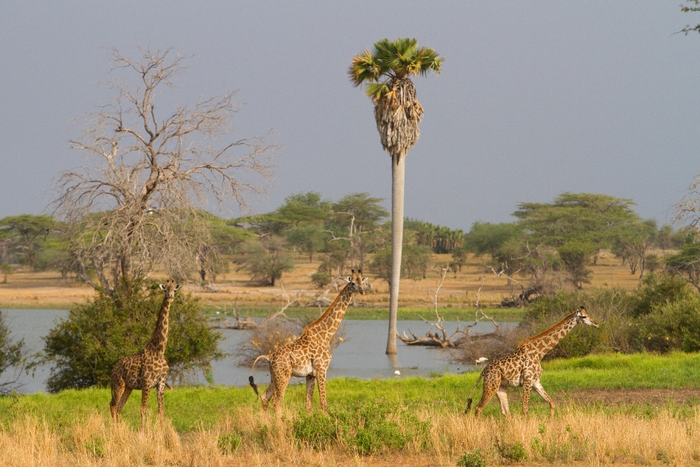 Selous Game Reserve – Tanzania – Africa