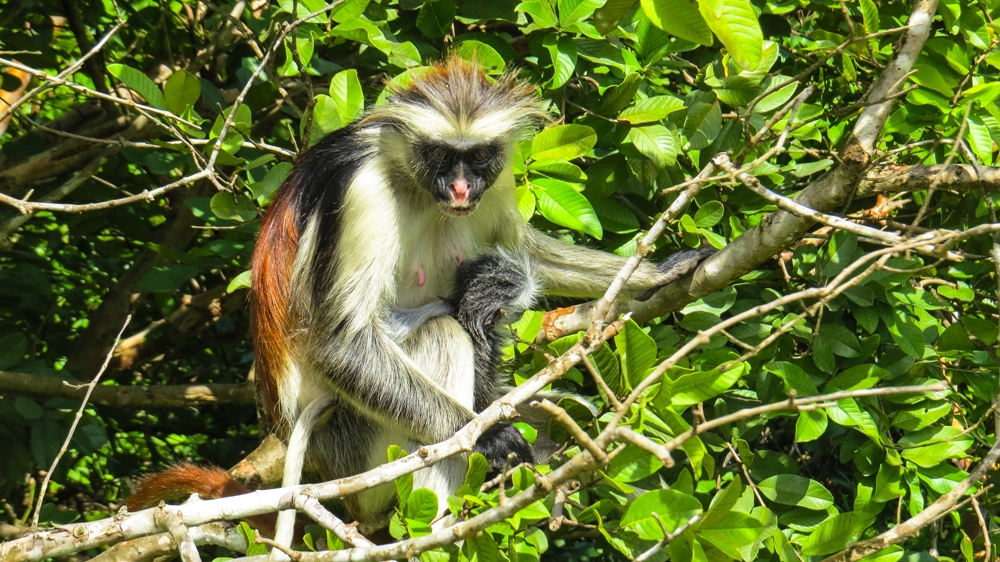 Safari in Tanzania - Kigoma