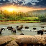 The History of Sri Lanka's World Heritage Sites