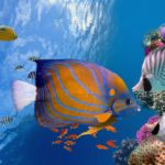 Wonders of Wildlife – Springfield, Missouri