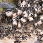 Wonders of Wildlife – Springfield, Missouri – Part Two