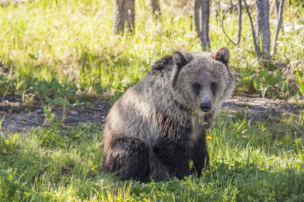 Yellowstone Bear World – Rexburg, Idaho